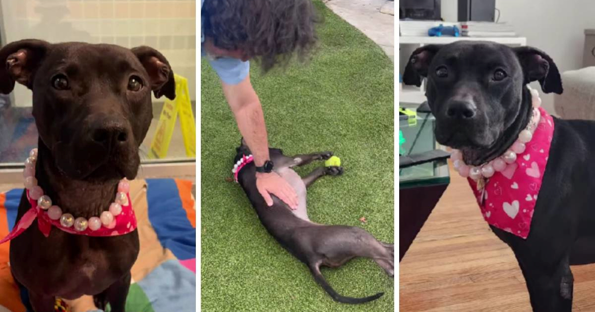 Nakon 640 dana u skloništu, kujica Lia napokon je pronašla dom