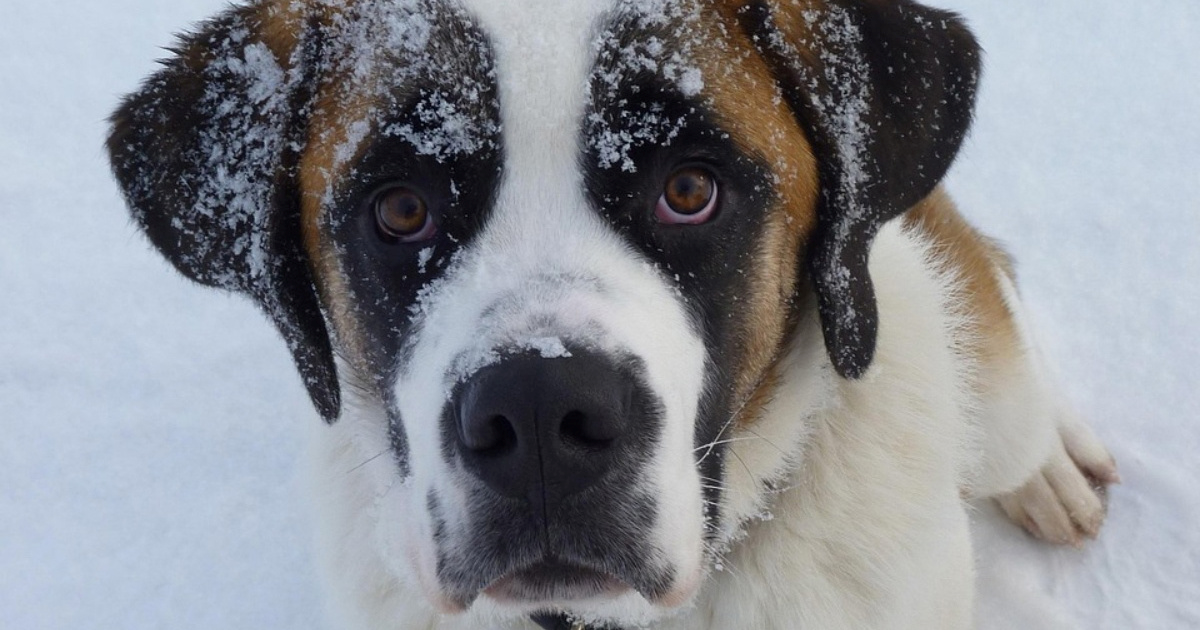 Pet pasmina pasa koje najviše spavaju: Idealni ljubimci za opušten život