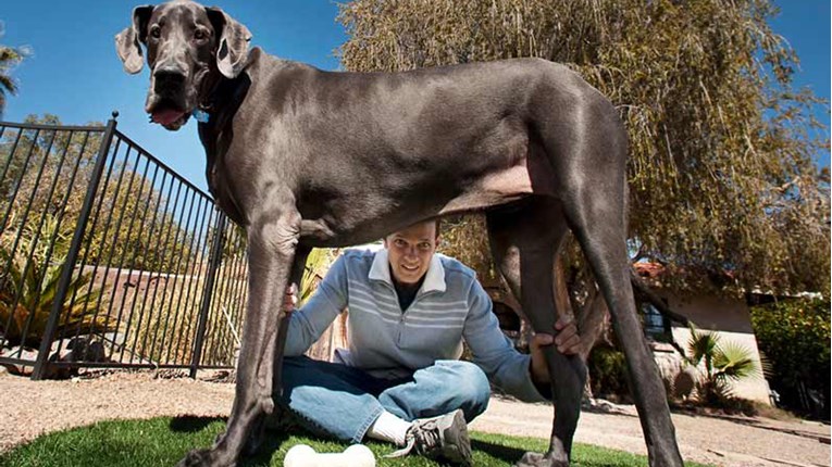 Upoznajte Lizzy i Freedyja, najveće pse na svijetu