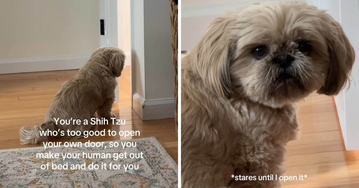 Razmaženi Shih Tzu odbija sam otvoriti vrata, video je hit
