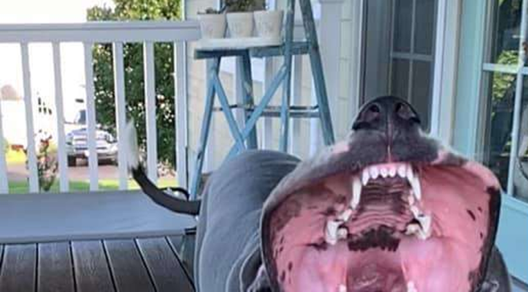 Pas napao puhalicu za lišće pa svojom smiješnom fotkom osvojio internet