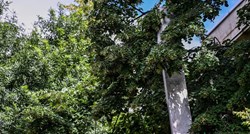 FOTO I VIDEO U Zagrebu ogroman komad lima visi sa stabla