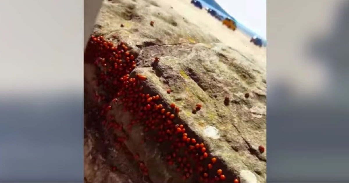 VIDEO Najveća najezda bubamara u Britaniji od 1976.