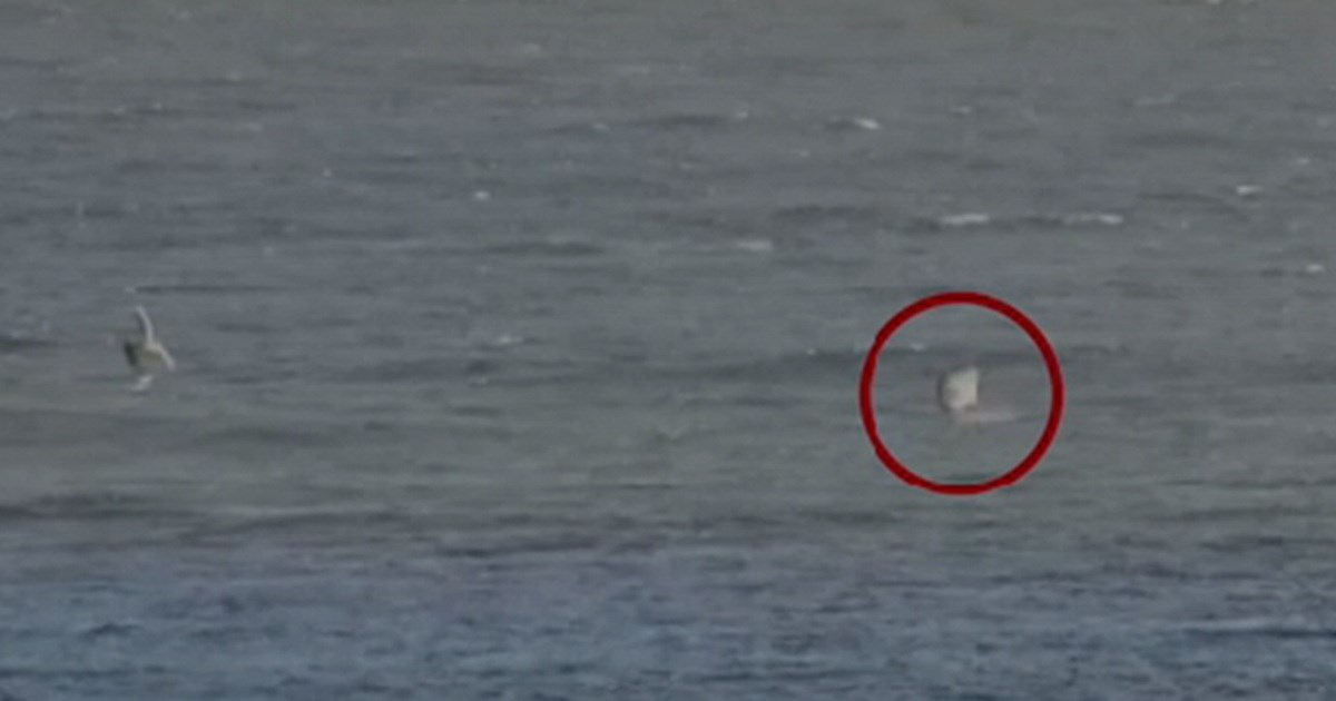 Australskog surfera napao morski pas, sve snimile kamere. "Mislio sam da je ovo kraj"