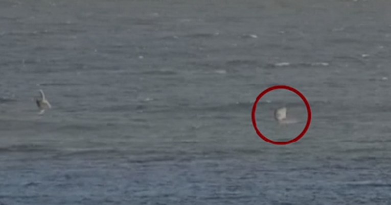 Australskog surfera napao morski pas, sve snimile kamere. "Mislio sam da je ovo kraj"