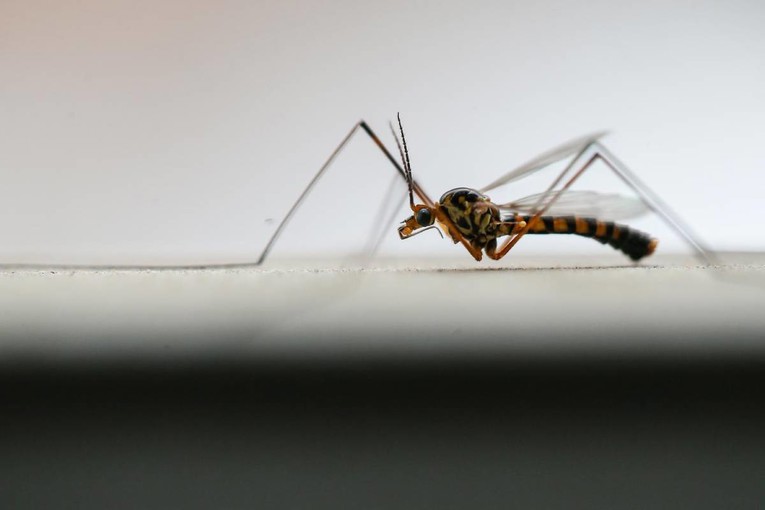 Znanstvenici otkrili zašto komarci neke ljude bodu više