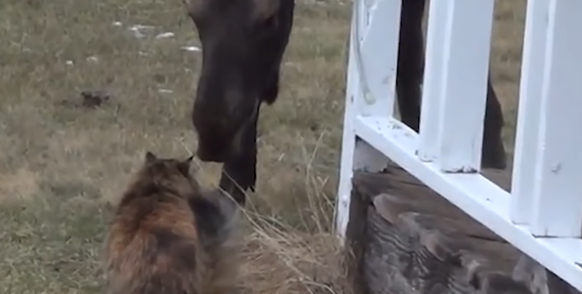 Ova se maca boji svih i svega, ali s losovima ima posebnu vezu