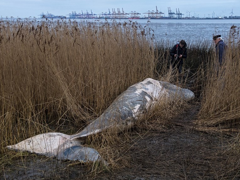 Na obali rijeke Temze pronađen mrtav kit