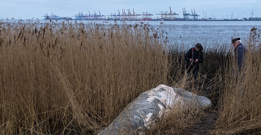 Na obali rijeke Temze pronađen mrtav kit