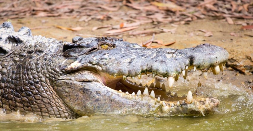 U Australiji tragali za nestalim ribarom, njegove ostatke našli u krokodilu