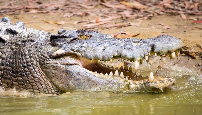 Tijelo nestalog australskog ribara pronađeno u krokodilu 