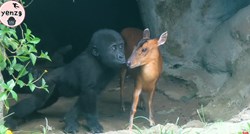 Mladunče gorile našlo je novog prijatelja, pogledajte presladak video