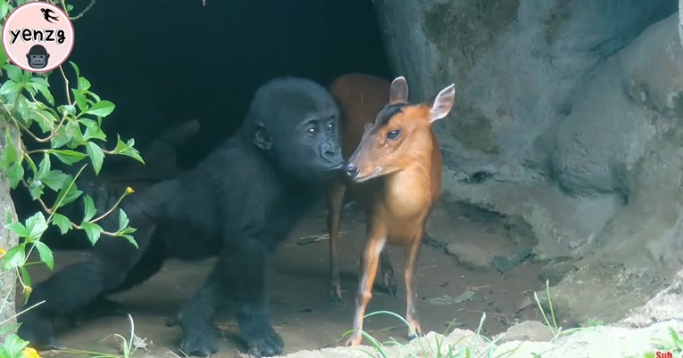Mladunče gorile našlo je novog prijatelja, pogledajte presladak video