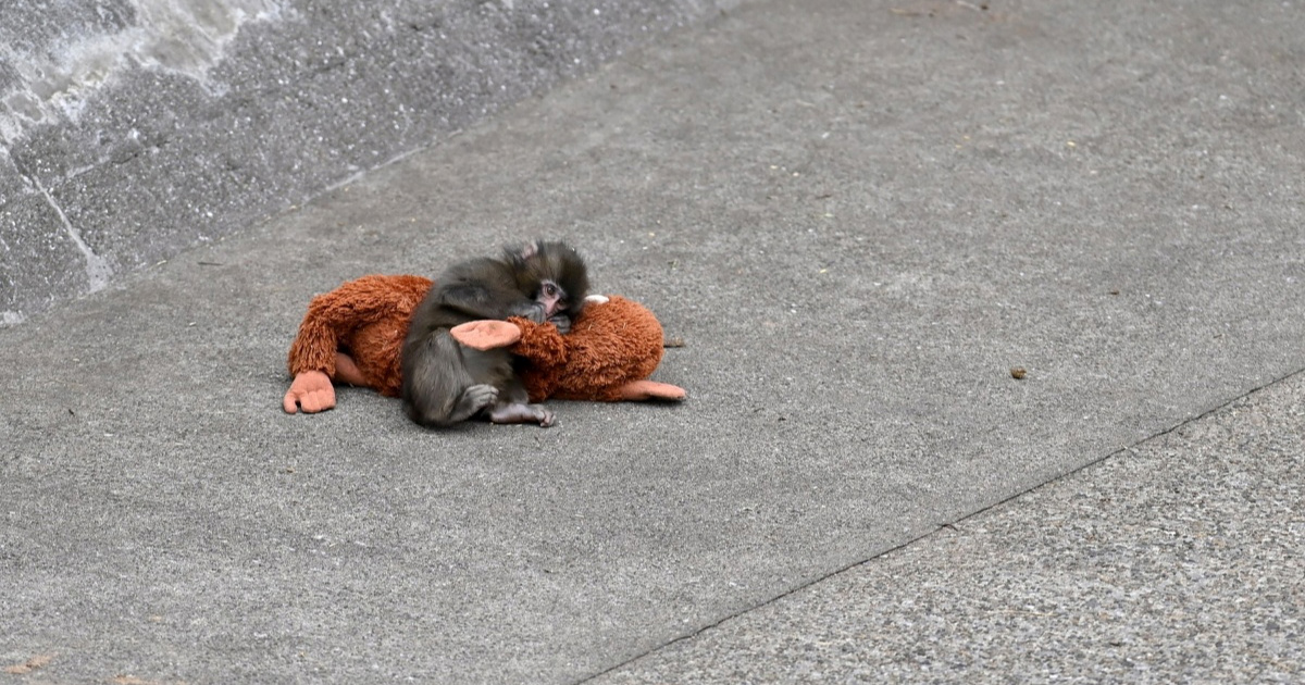 Majmunčić Punch se sprijateljio s timariteljem. Bit će ok 🥹