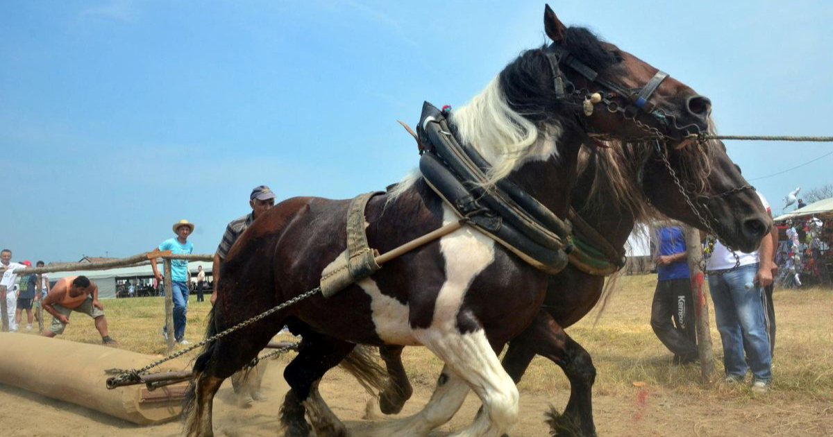 Prijatelji životinja za zabranu štraparijada. "Nije ni tradicija, uvezeno je iz BiH"