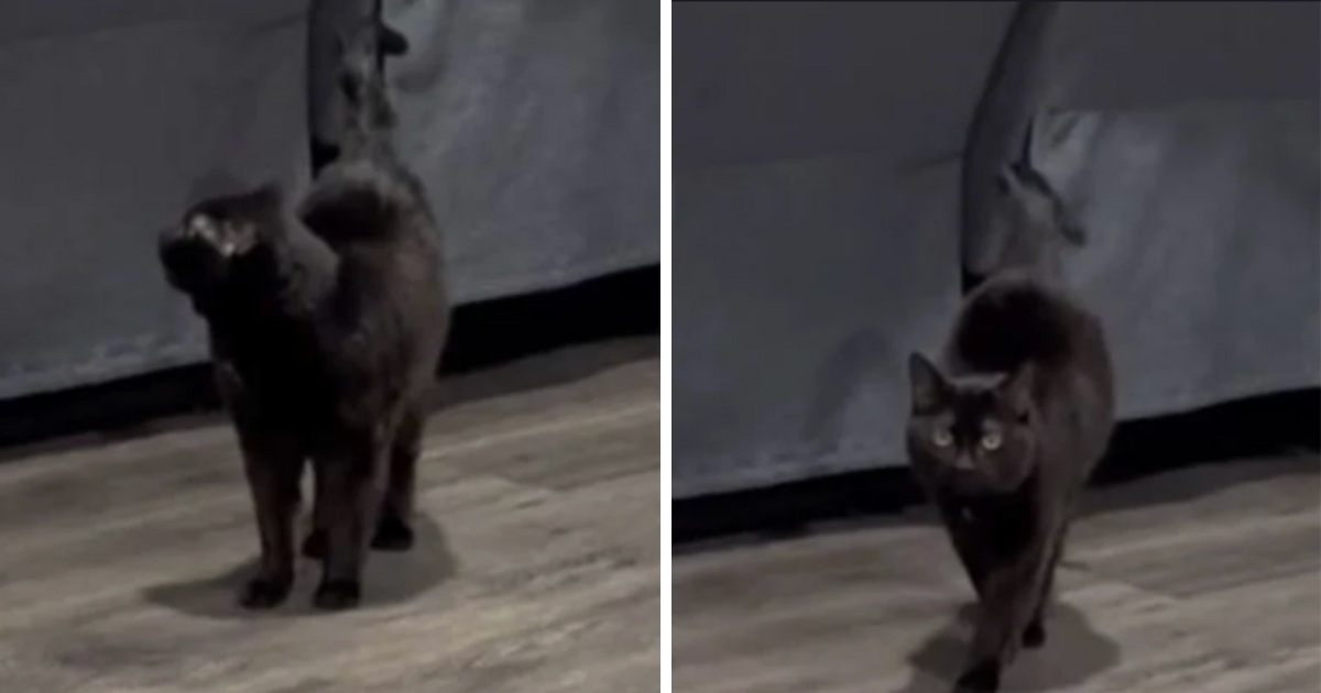 Pogledajte kako usamljena gluha maca reagira kad joj vlasnica dođe kući