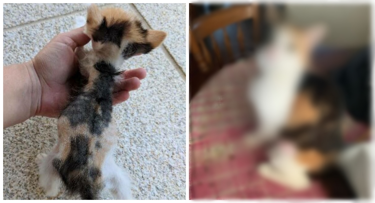 Pothranjeno mače zbog nevjerojatne volje za životom izraslo u predivnu mačku