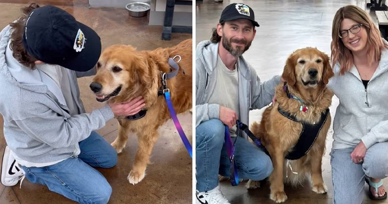 Dirljiva priča: Obitelj udomila najstarijeg retrivera iz skloništa