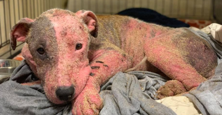 Pronašli su psa živog zakopanog u pijesku i dali mu novu šansu za život
