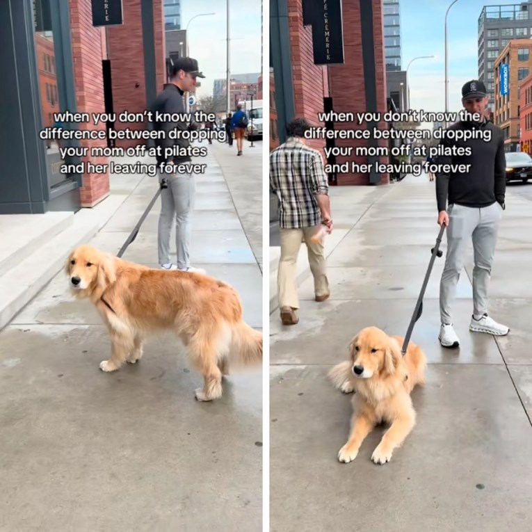 Vlasnica išla na trening, pas ju nije htio ostaviti. Slatki prizor će vas nasmijati