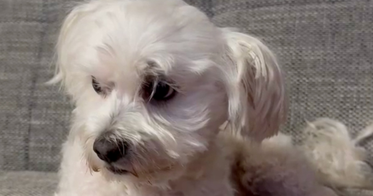 VIDEO Beatlesi su u pjesmu sakrili zvuk za pse. Provjerili smo je li to istina