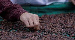 Gvatemala istražuje dječji rad na plantažama kave Nespressa i Starbucksa