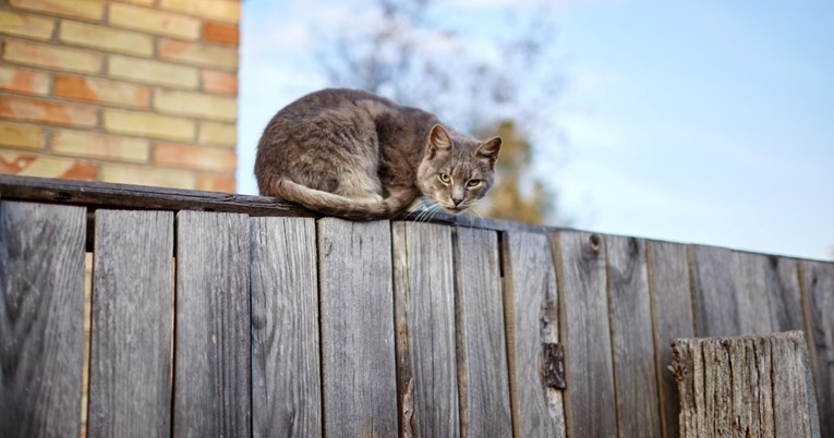 Mačke ne lutaju po susjedstvu kad ih ostavite same vani, potvrdila je studija
