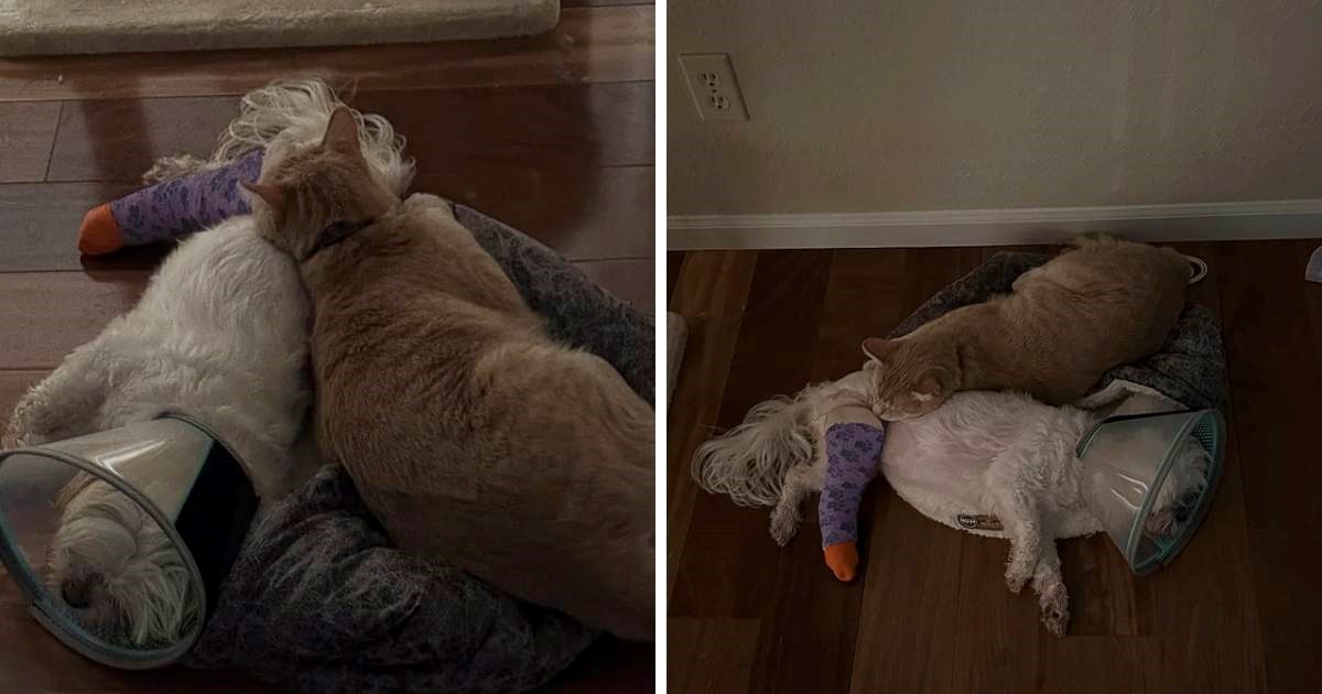 Mačak odbija napustiti kujicu koja je slomila nogu, prizor topi srca
