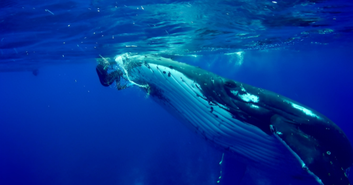 Nevjerojatna snimka: Kit težak 25 tona spasio je od napada morskog psa