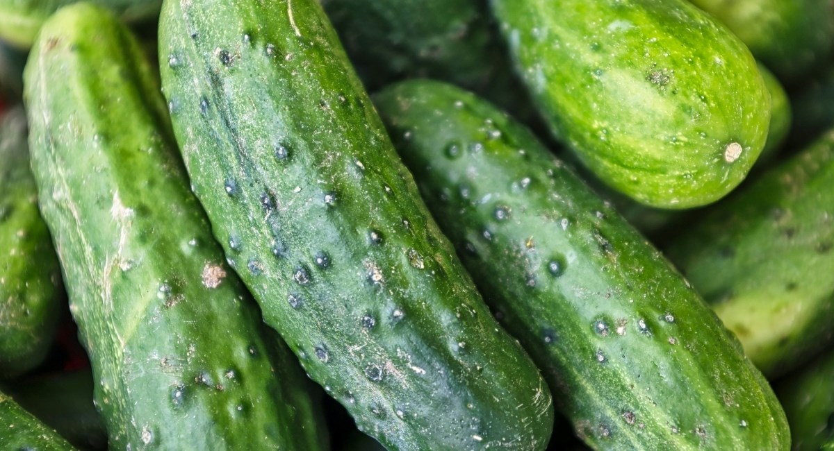 Savjeti uz koje će vam krastavci ostati hrskavi danima, bez onog gorkog okusa