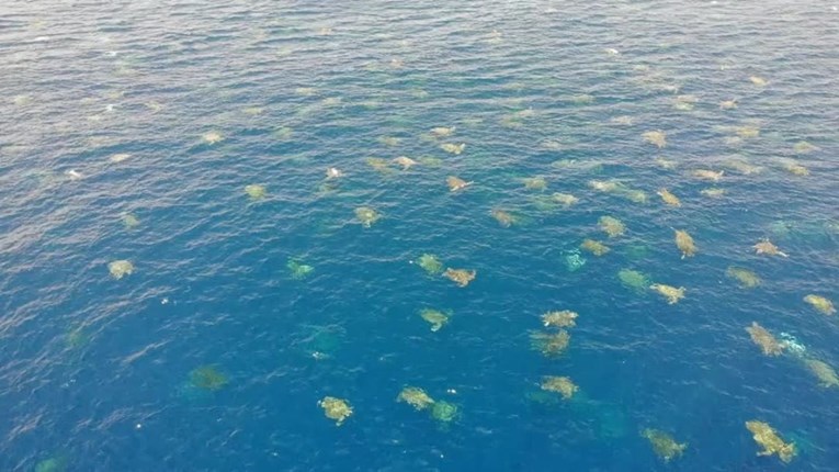 Spektakularan prizor: 64 tisuće morskih kornjača pripremaju se za gniježđenje