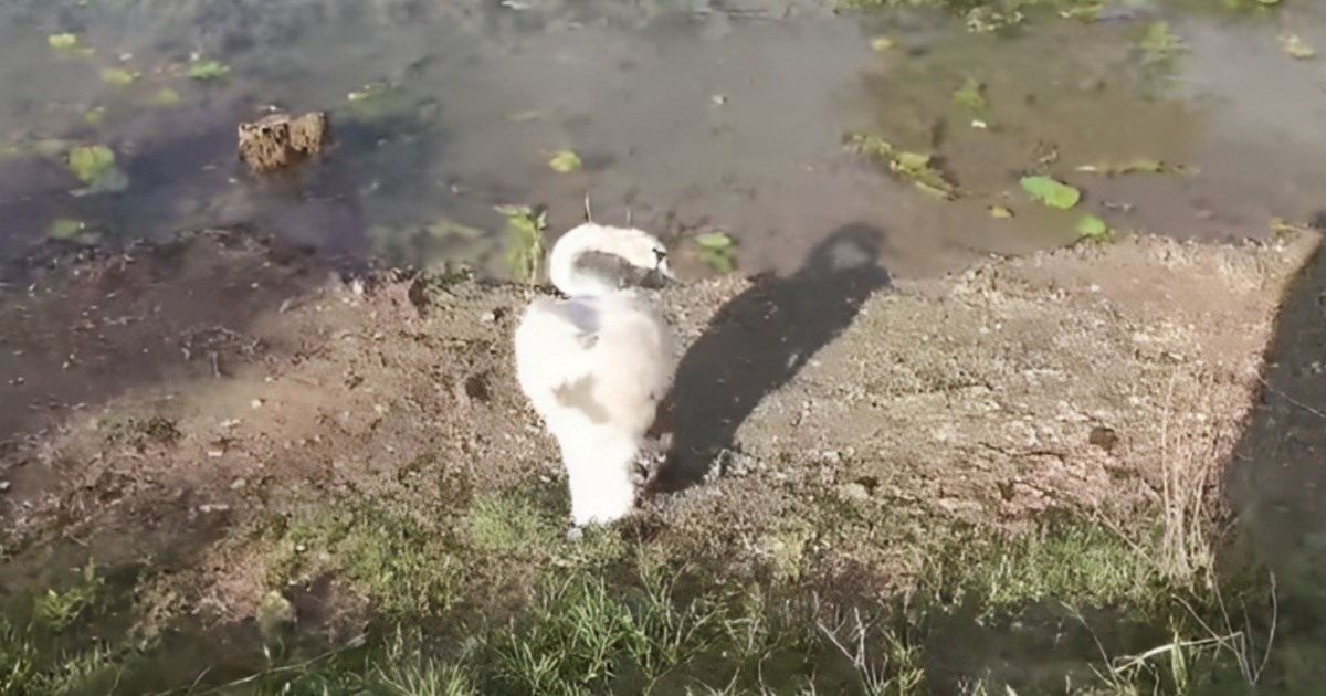 Prolaznici na Jarunu zapazili iznemoglog labuda, pomogli mu volonteri iz Dumovca