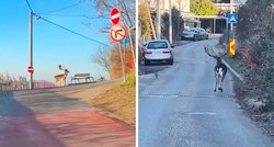 VIDEO Pobjegao jelen iz Milanovićevog parka na Pantovčaku