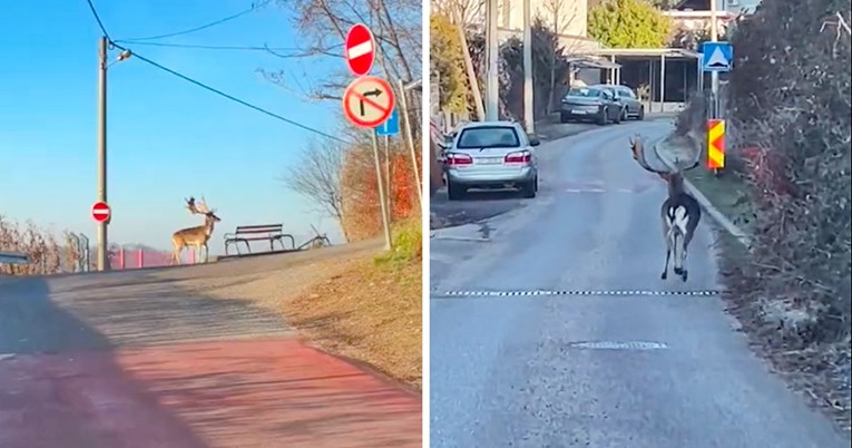 VIDEO Pobjegao jelen s Pantovčaka, snimljen u šetnji zagrebačkim kvartom