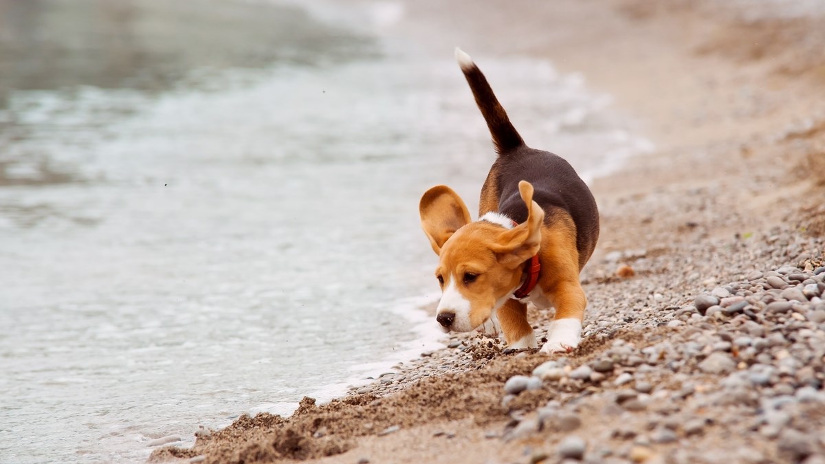 Otkrivamo tajne: Što vam pas želi poručiti svojim repom?