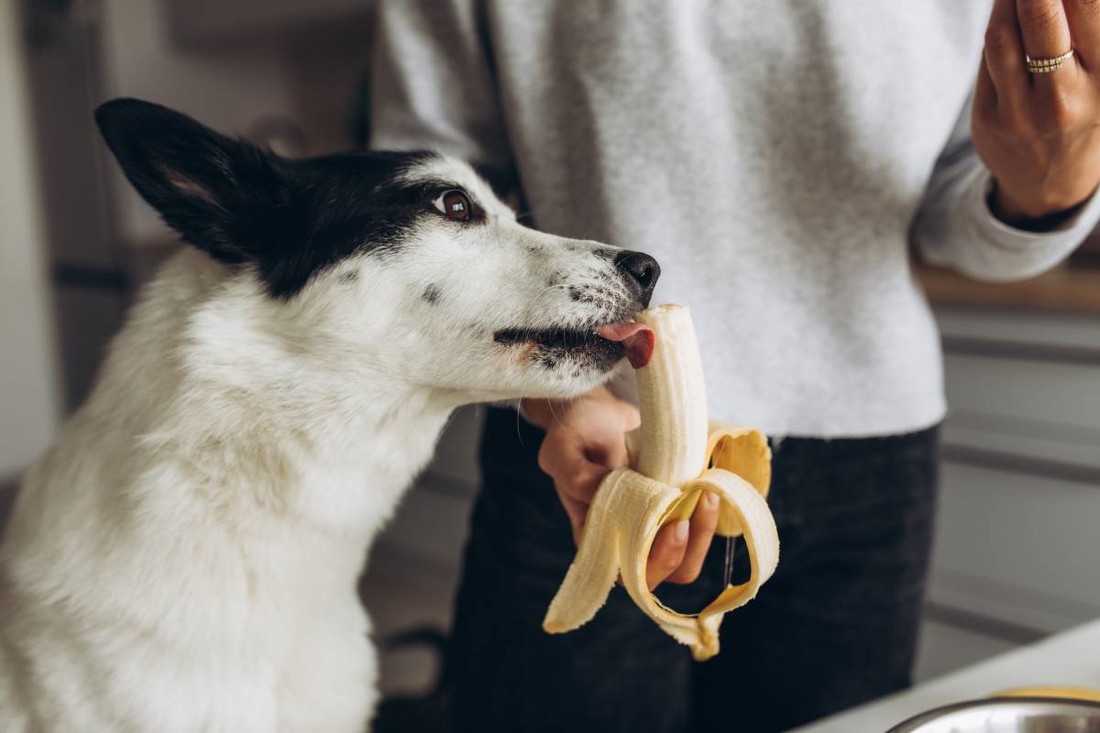 Smiju li psi jesti banane? 