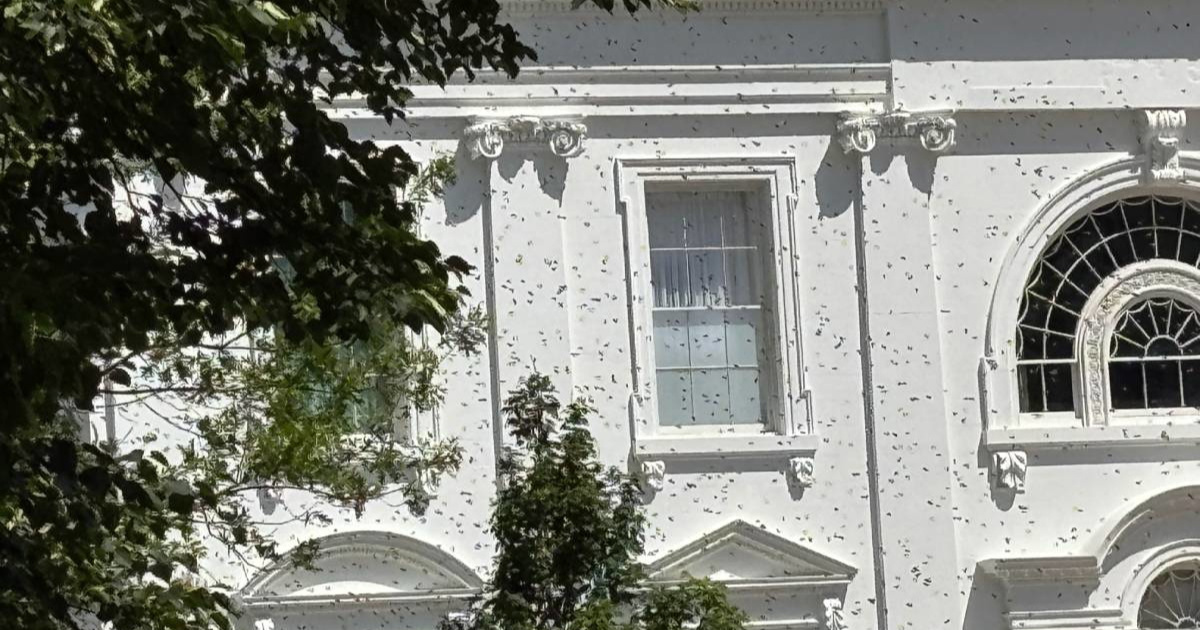 "Pčele uvijek znaju": Neobičan prizor kod Bijele kuće izazvao kaos na internetu