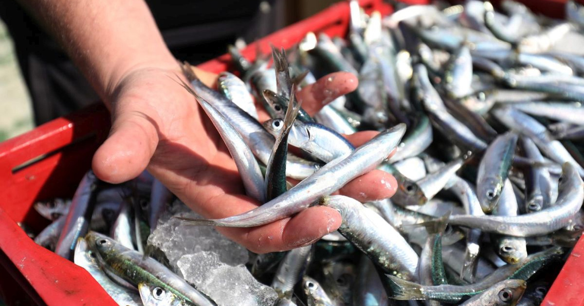 EP usvojio izvješće Željane Zovko o oceanskoj diplomaciji