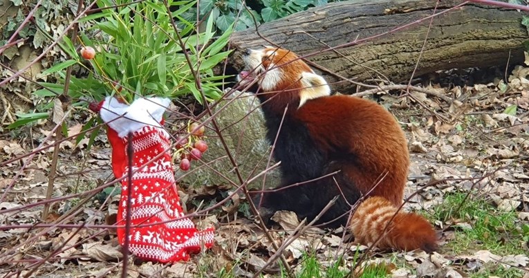 Stanovnicima Zoološkog vrta u Zagrebu podijeljeni božićni darovi