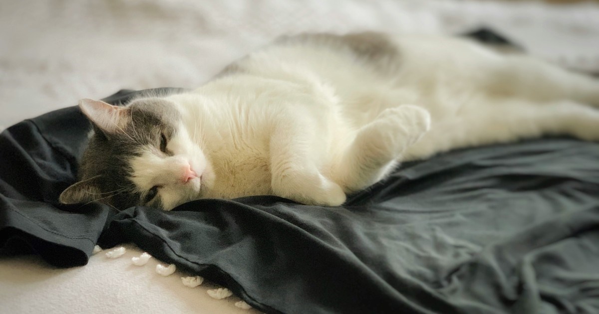 Neke mačke vole spavati na odjeći svojih vlasnika: Tri razloga zašto to čine