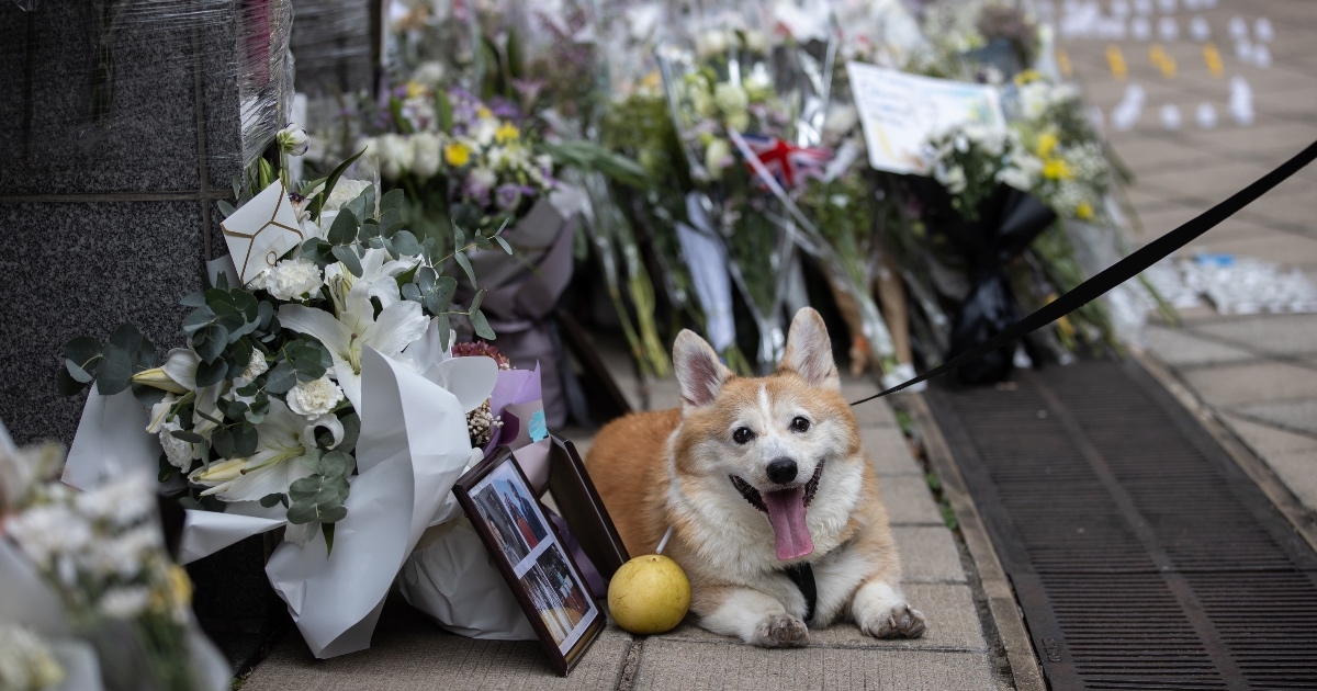 Obožavatelji kraljevske obitelji sa svojim se korgijima opraštaju od Elizabete II.
