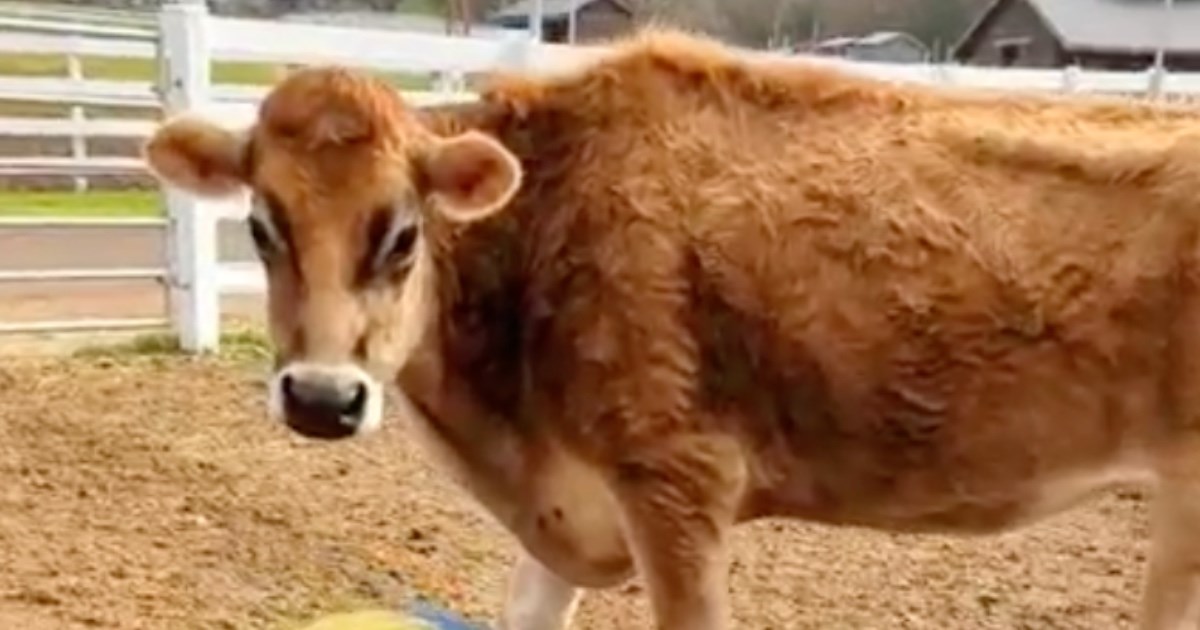 Krava nije htjela prestati mukati, a razlog je dirljiv