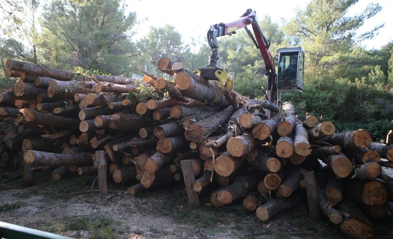 Slovenskim šumama zbog potkornjaka prijete velike štete