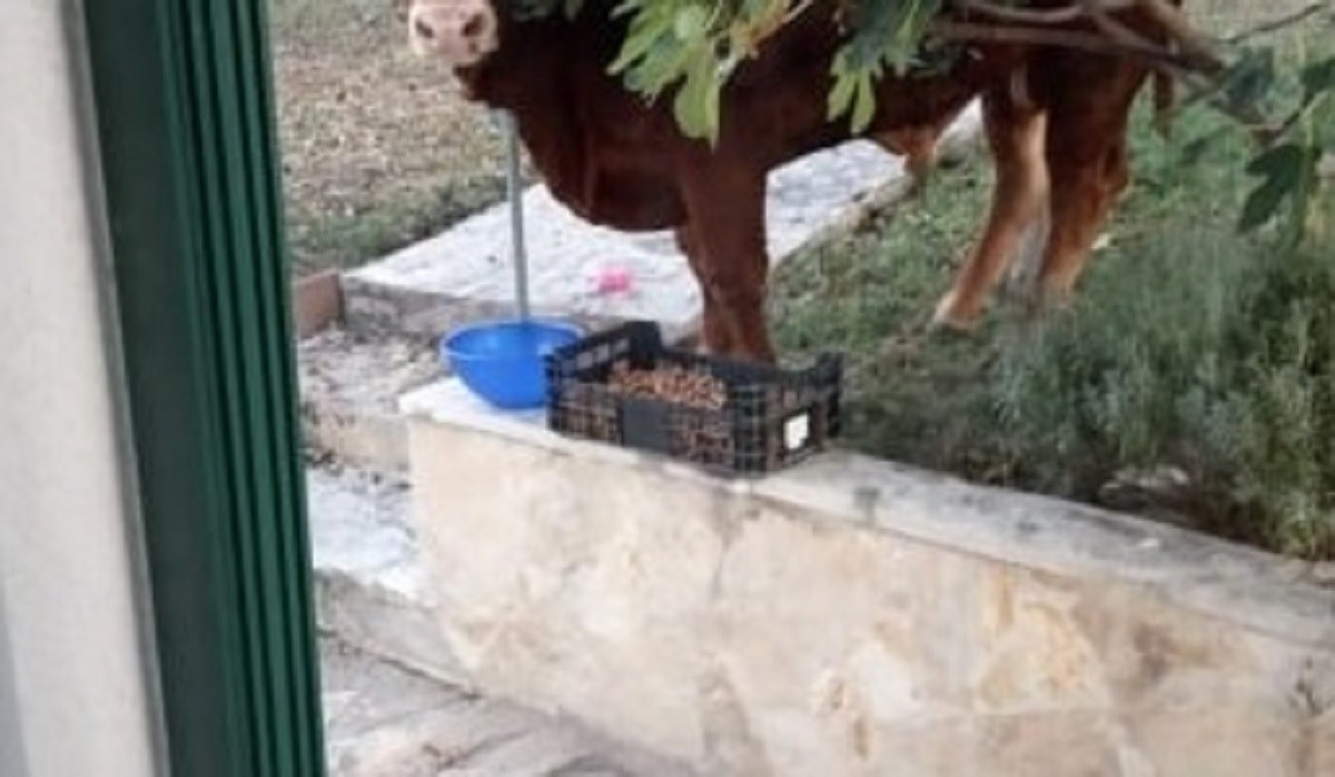 Imamo fotografiju bjegunca: Jerry je sinoć pronađen, ali uspio je opet zbrisati