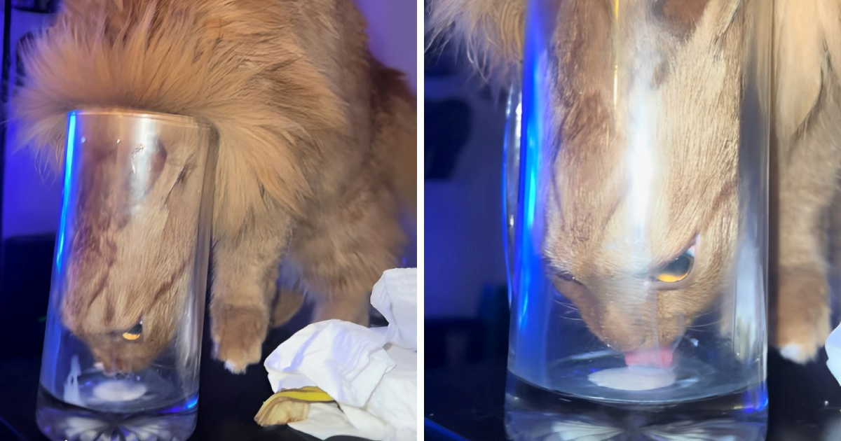 Nestašni mačak postao hit: Ugurao se u čašu da popije zadnju kap mlijeka