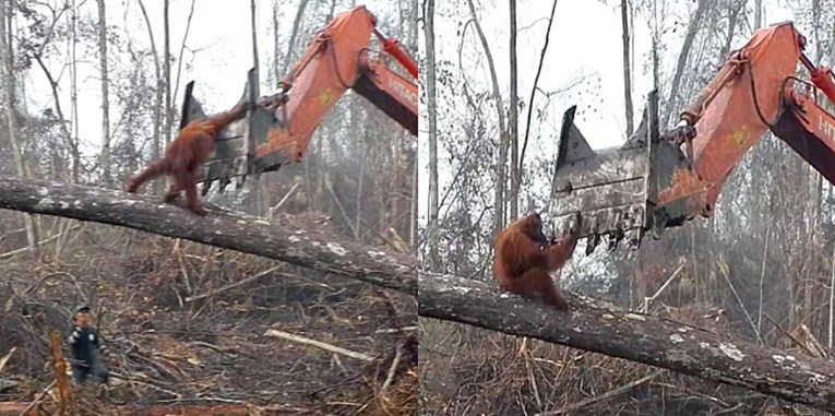 Usamljeni orangutan bori se protiv strojeva koji mu uništavaju dom