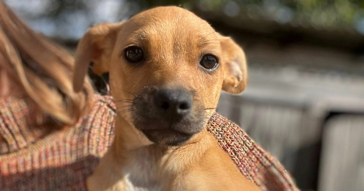 Zaigrana i vesela: Preslatka Mrvica pravi je šećer, pomozimo joj da pronađe dom