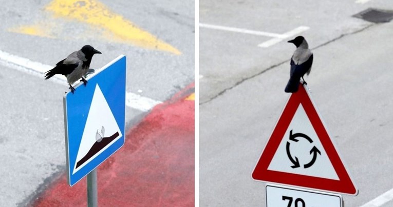 Vrane se potukle na zagrebačkim prometnim znakovima