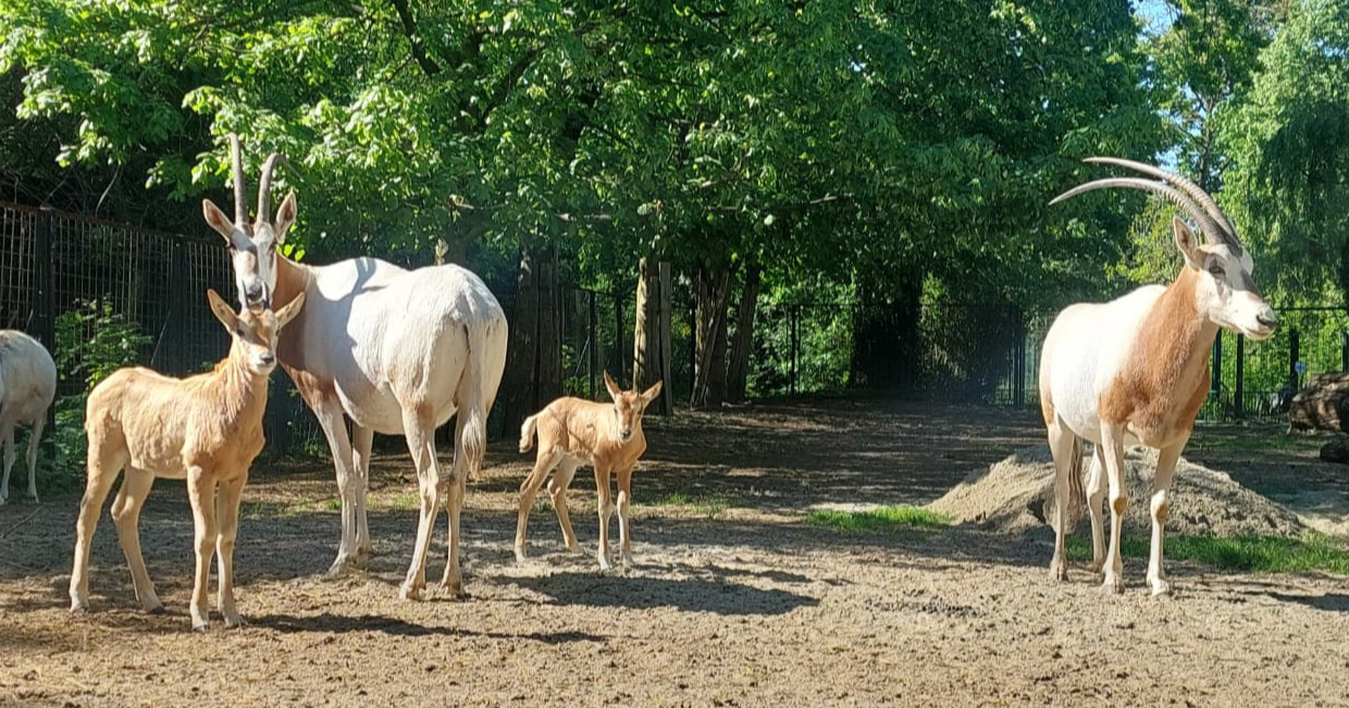 Prvi put u zagrebačkom ZOO-u u jednoj godini imaju dva mladunca sabljorogih oriksa