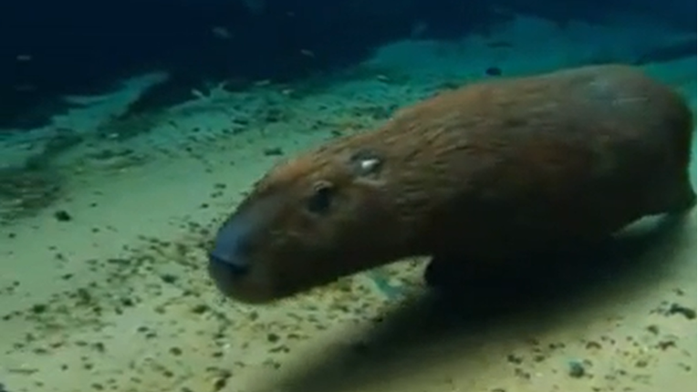 "Slatki krzneni torpedo": Pogledajte kako kapibara trči po dnu jezera